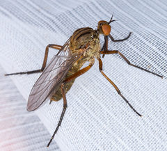 Empis livida