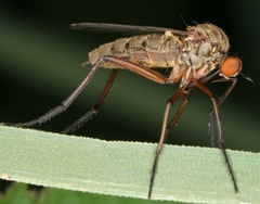 Empis livida