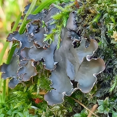 Peltigera neckeri