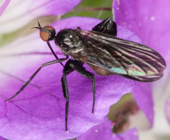 Empis pennipes
