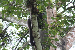 Alouatta pigra