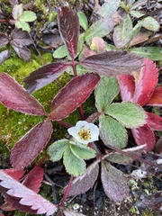 Fragaria virginiana