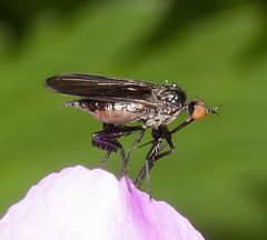 Empis pennipes