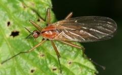 Empis stercorea