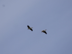 Pelecanus onocrotalus