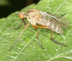 Empis tessellata