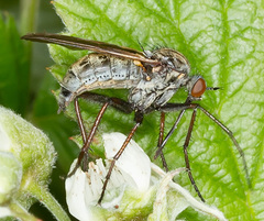 Empis tessellata