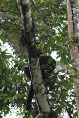 Alouatta pigra