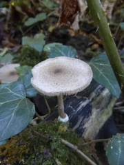 Coprinopsis melanthina