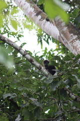 Alouatta pigra