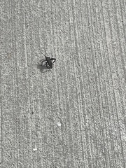 Acanthocephala femorata