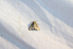 Oligia strigilis