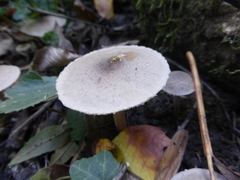 Coprinopsis melanthina