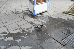 Columba livia domestica