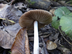 Coprinopsis melanthina