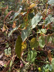 Begonia grandis