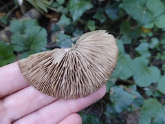 Coprinopsis melanthina
