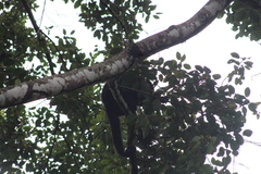 Alouatta pigra