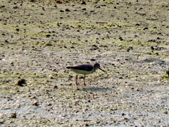 Xenus cinereus