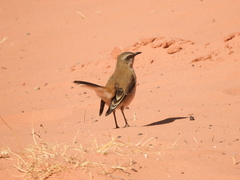 Mimus dorsalis