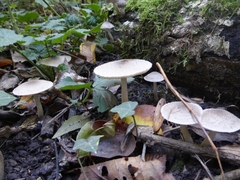Coprinopsis melanthina