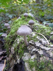 Coprinopsis melanthina
