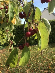Malus baccata