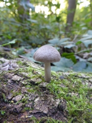 Coprinopsis melanthina