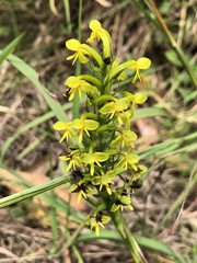 Habenaria chlorina