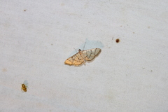 Blepharomastix ranalis