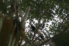 Psilorhinus morio