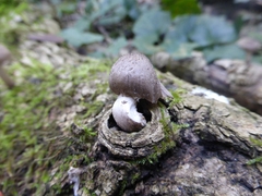 Coprinopsis melanthina