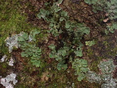 Ricasolia amplissima