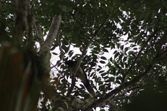 Psilorhinus morio