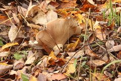 Lactarius controversus