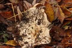 Lactarius controversus
