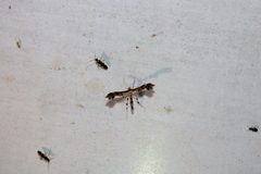 Dejongia lobidactylus