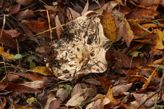 Lactarius controversus