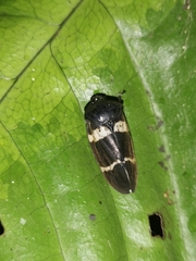 Ectemnonotum bivittatum