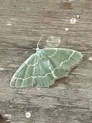 Chlorochlamys phyllinaria