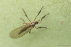 Empididae