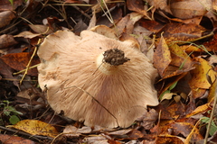 Lactarius controversus