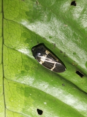 Ectemnonotum bivittatum