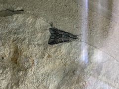 Melipotis acontioides