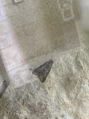 Melipotis acontioides