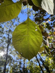 Melioides