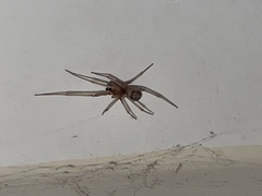 Steatoda grossa
