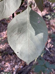Melioides