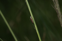 Homalodisca elongata