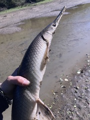 Lepisosteus platostomus